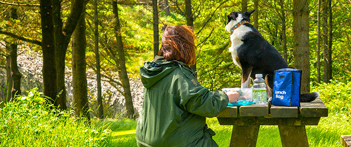 dog and pet friendly holiday cottages in snowdonia, north wales